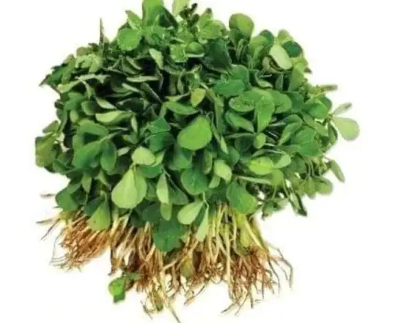 Fenugreek(Methi)