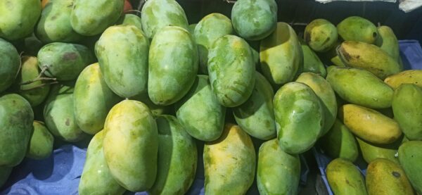 Mango (Chausa/चौसा)