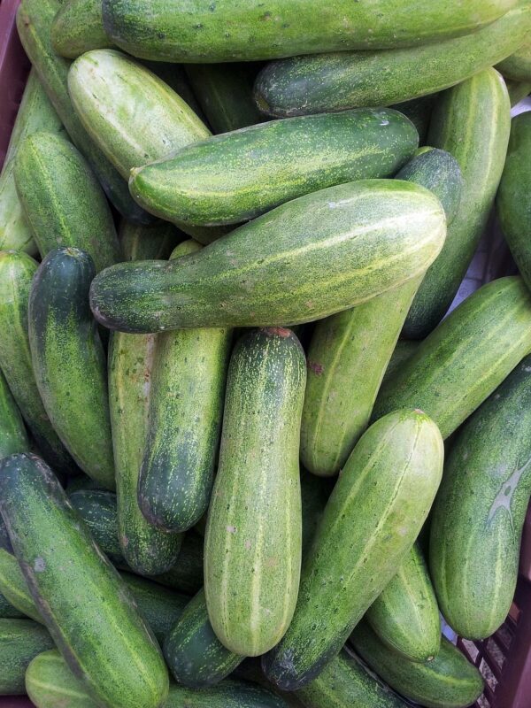 Cucumber-(Kheera)