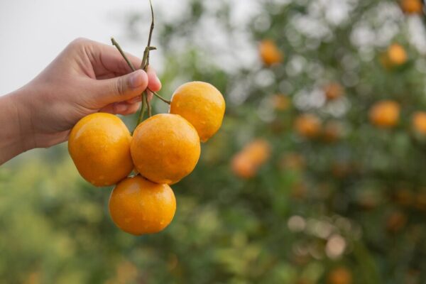 Oranges (Santra)