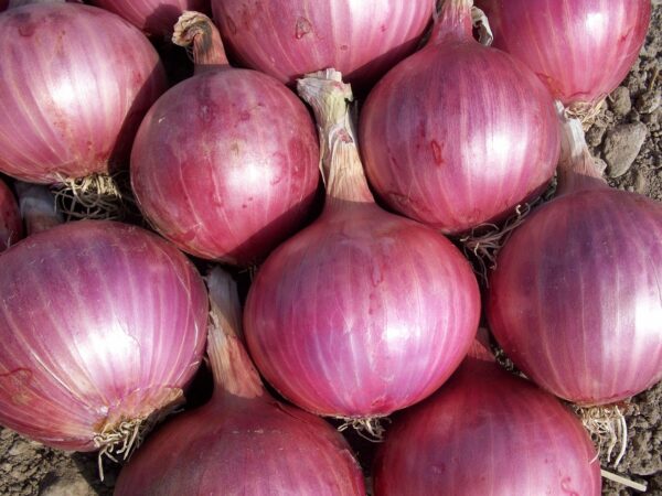 Onion(Pyaz)
